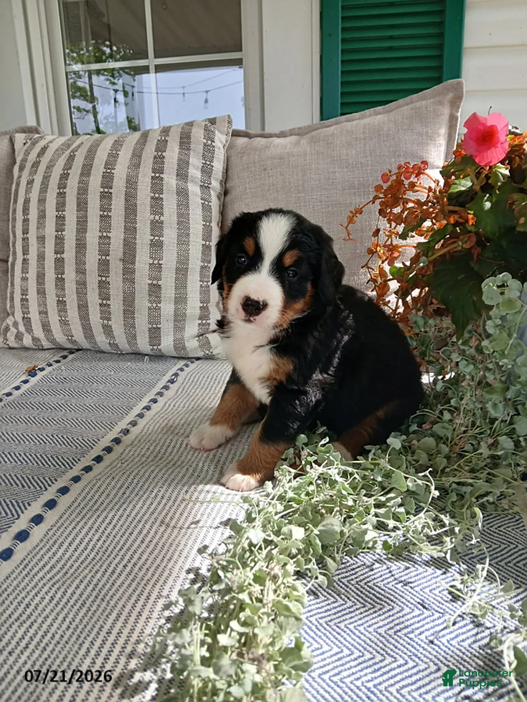 Bernese Mountain Dog dogs for sale: Amy - Ad 1