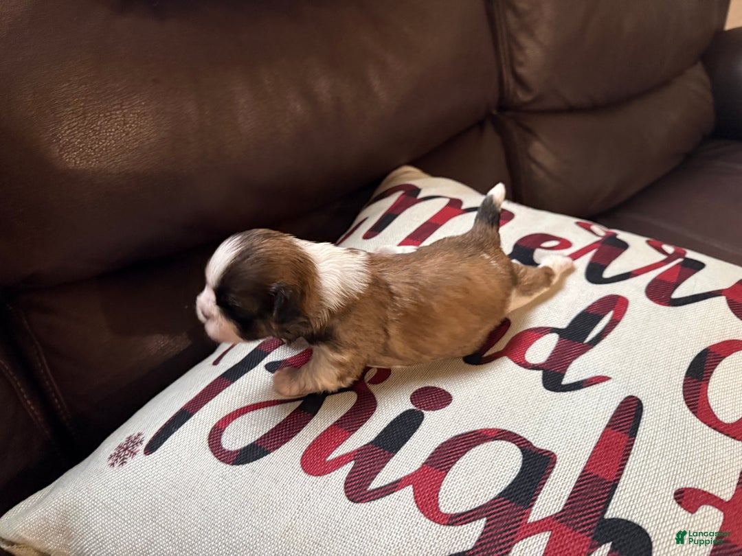 Shih Tzu dogs for sale: Shih Tzu Puppy 5 - Ad 1
