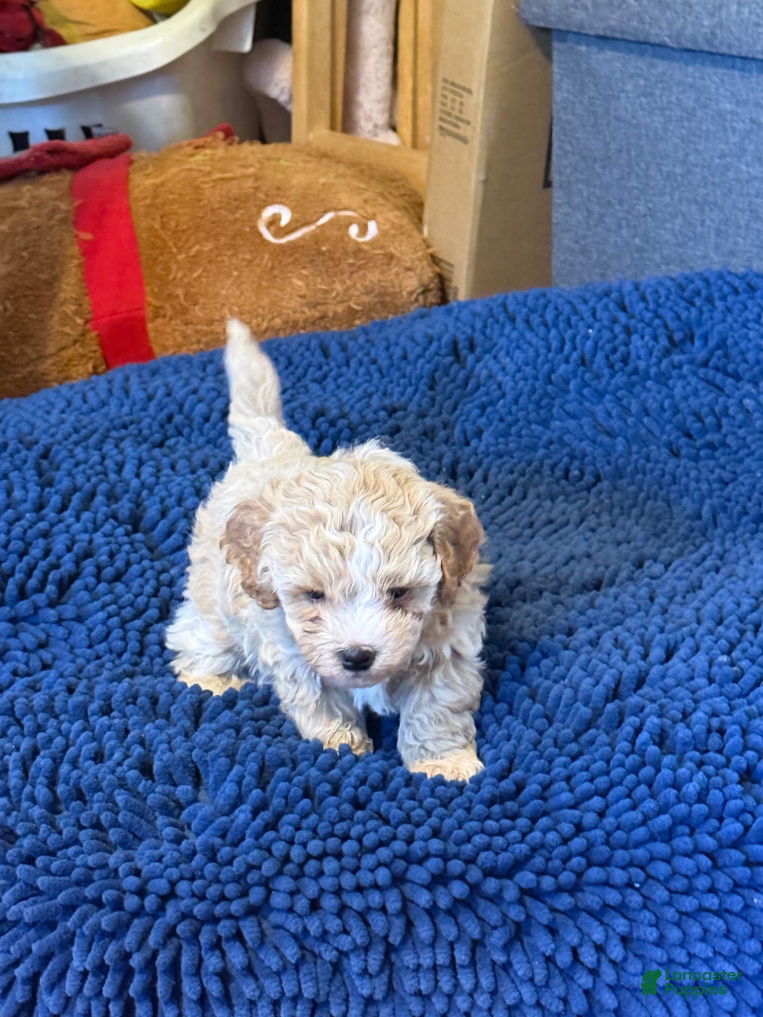 Shihpoo dogs Shihpoo 1 - Ad 2