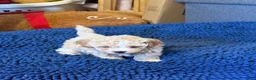 Shihpoo dogs for sale: Shihpoo 1 - Ad 2