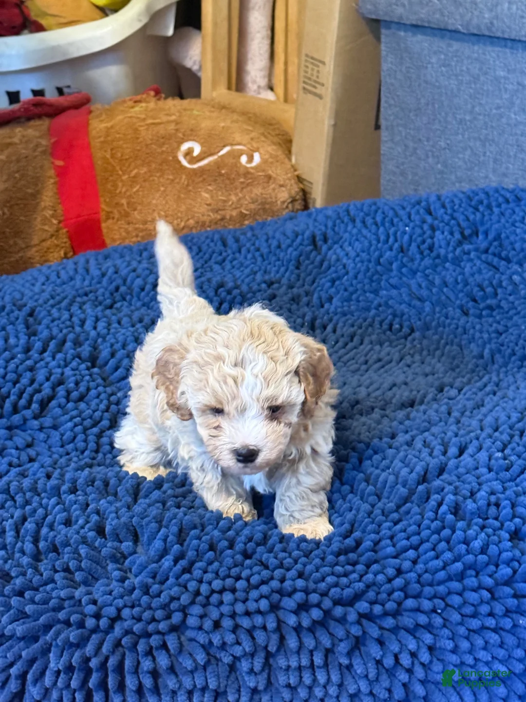 Shihpoo dogs for sale: Shihpoo 1 - Ad 2
