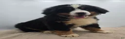 Bernese Mountain Dog dogs for sale: Rocky - Ad 5