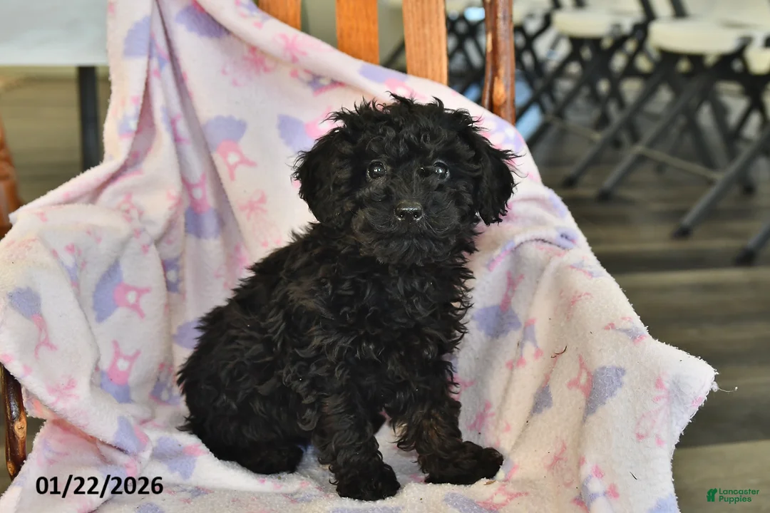 Miniature Poodle dogs for sale: Ace - Ad 3