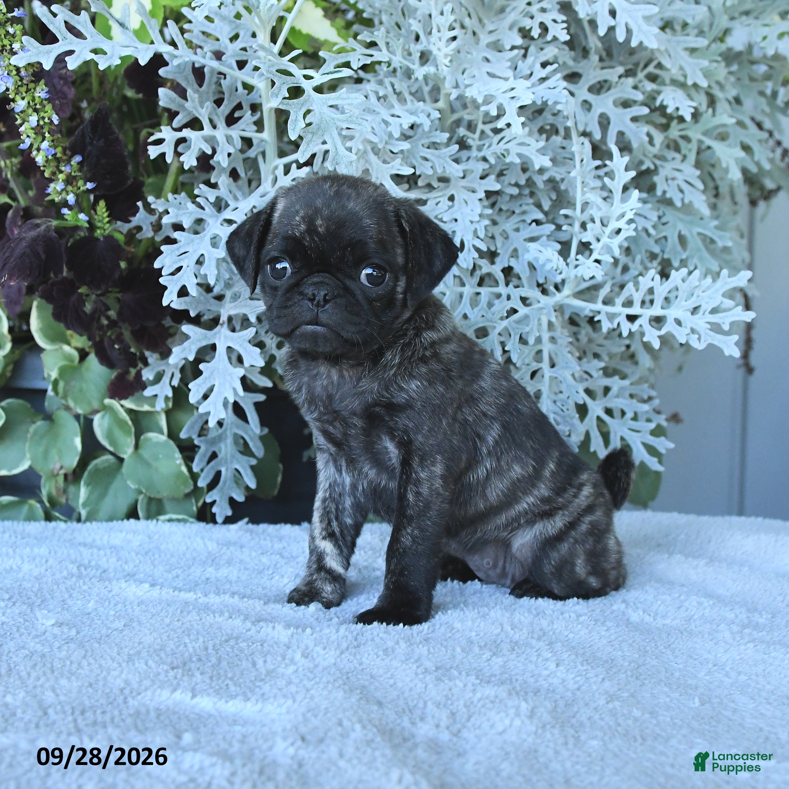 Pug dogs Gemma - Ad 2