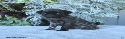 Pug dogs for sale: Gemma - Ad 2