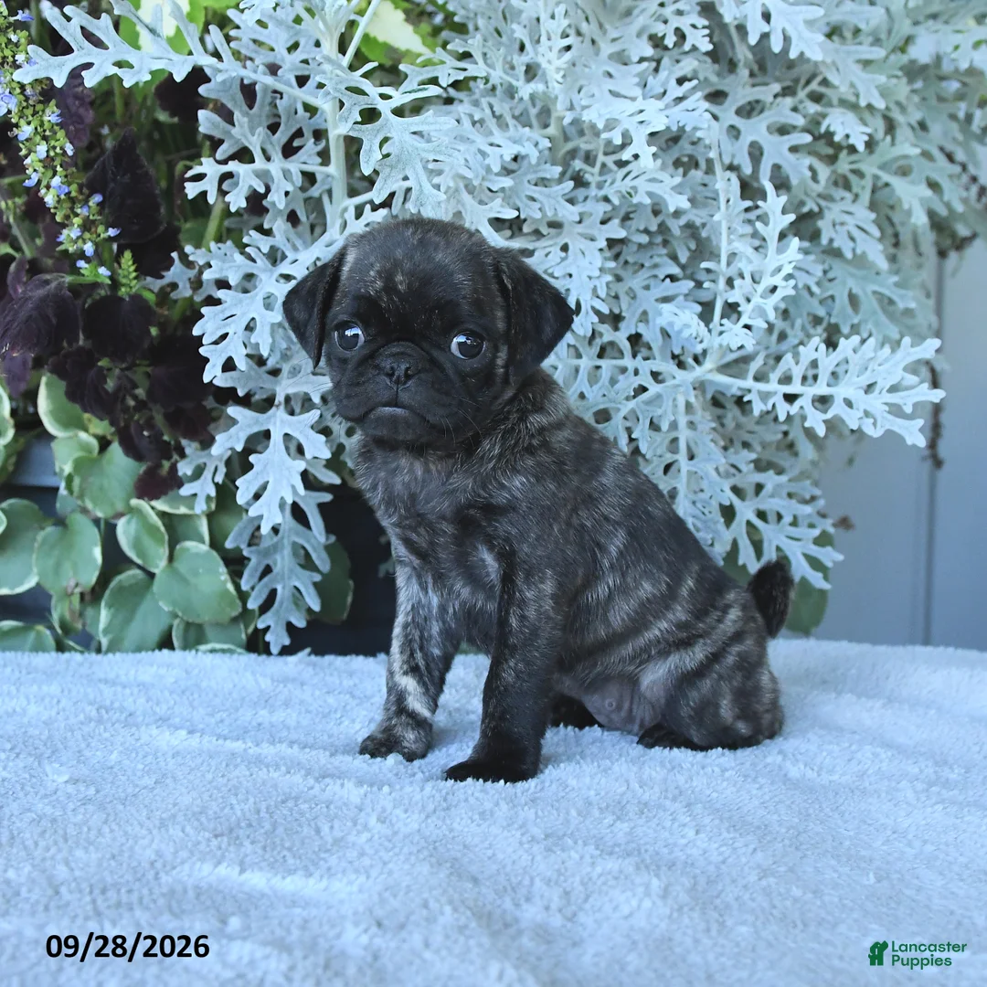 Pug dogs for sale: Gemma - Ad 2