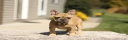 French Bulldog dogs for sale: Ocean – Fawn - Ad 5