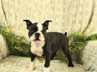 Boston Terrier dogs - Ad 2