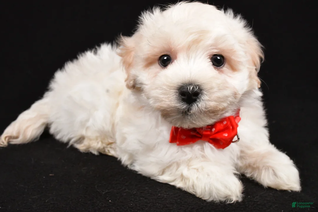 Maltipoo dogs for sale: Hans - Ad 7