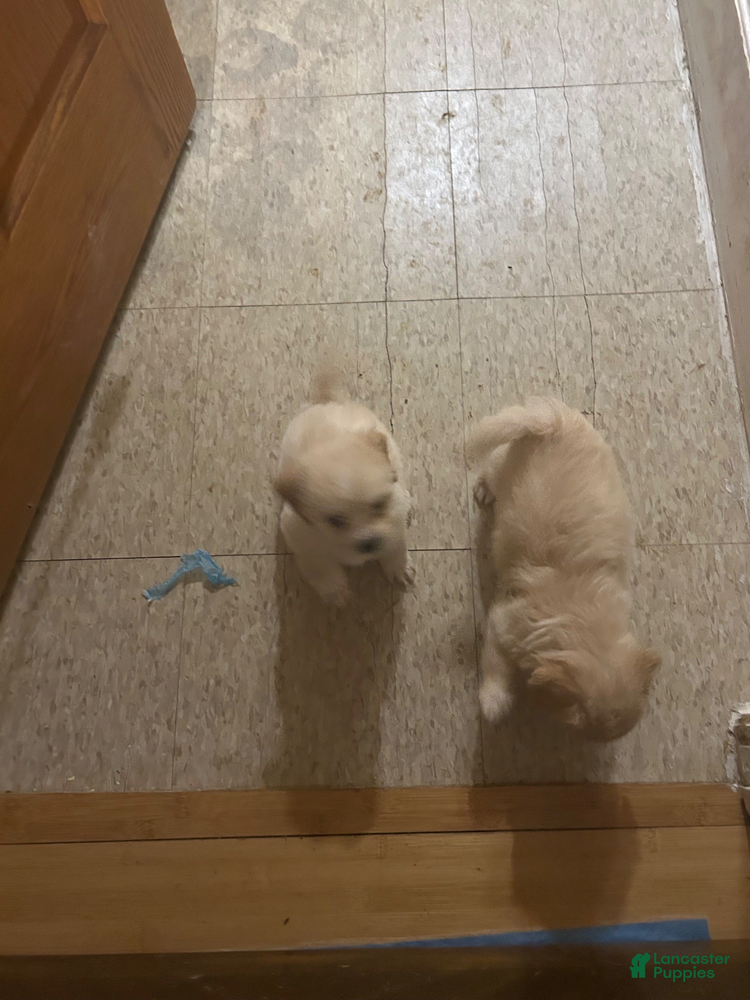 Mixed Breed dogs Maltese 7 - Ad 5