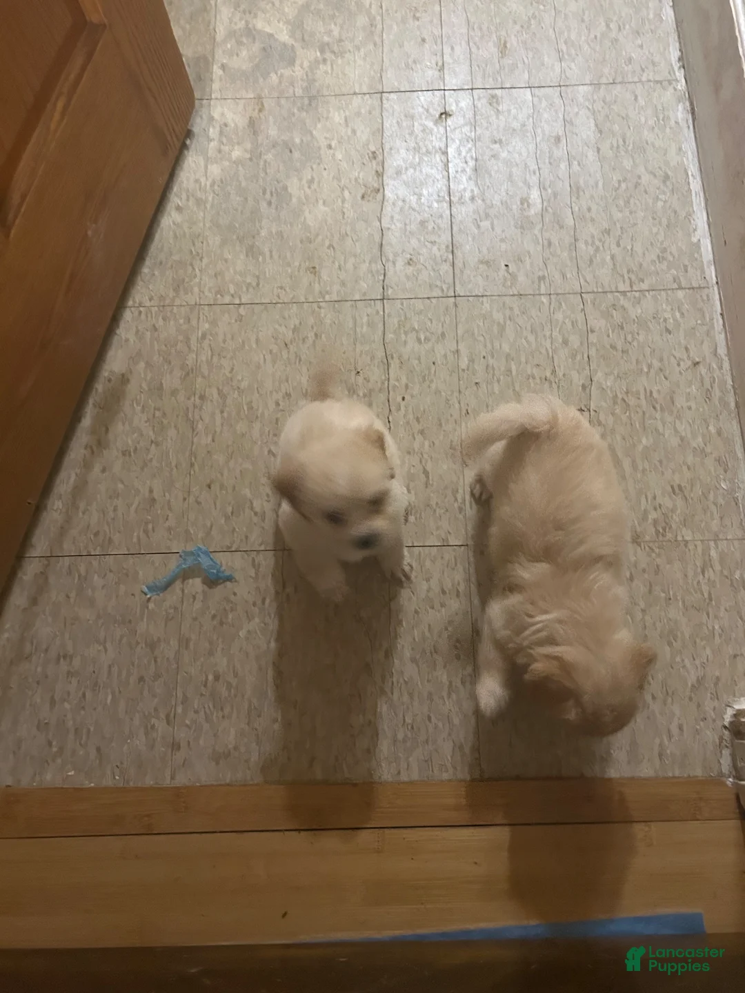 Mixed Breed dogs for sale: Maltese 7 - Ad 1