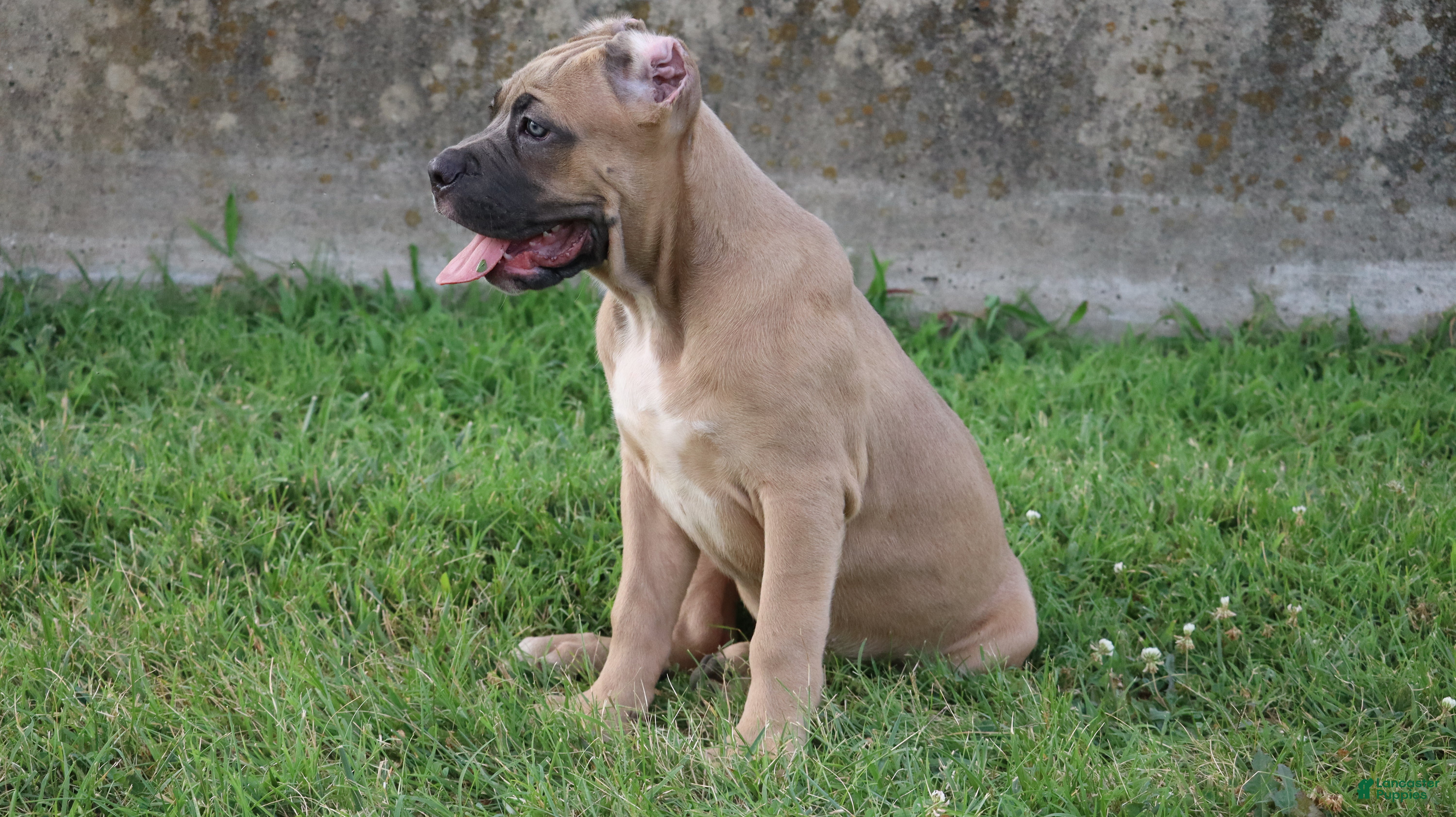 Cane Corso dogs Pluto  - Ad 1