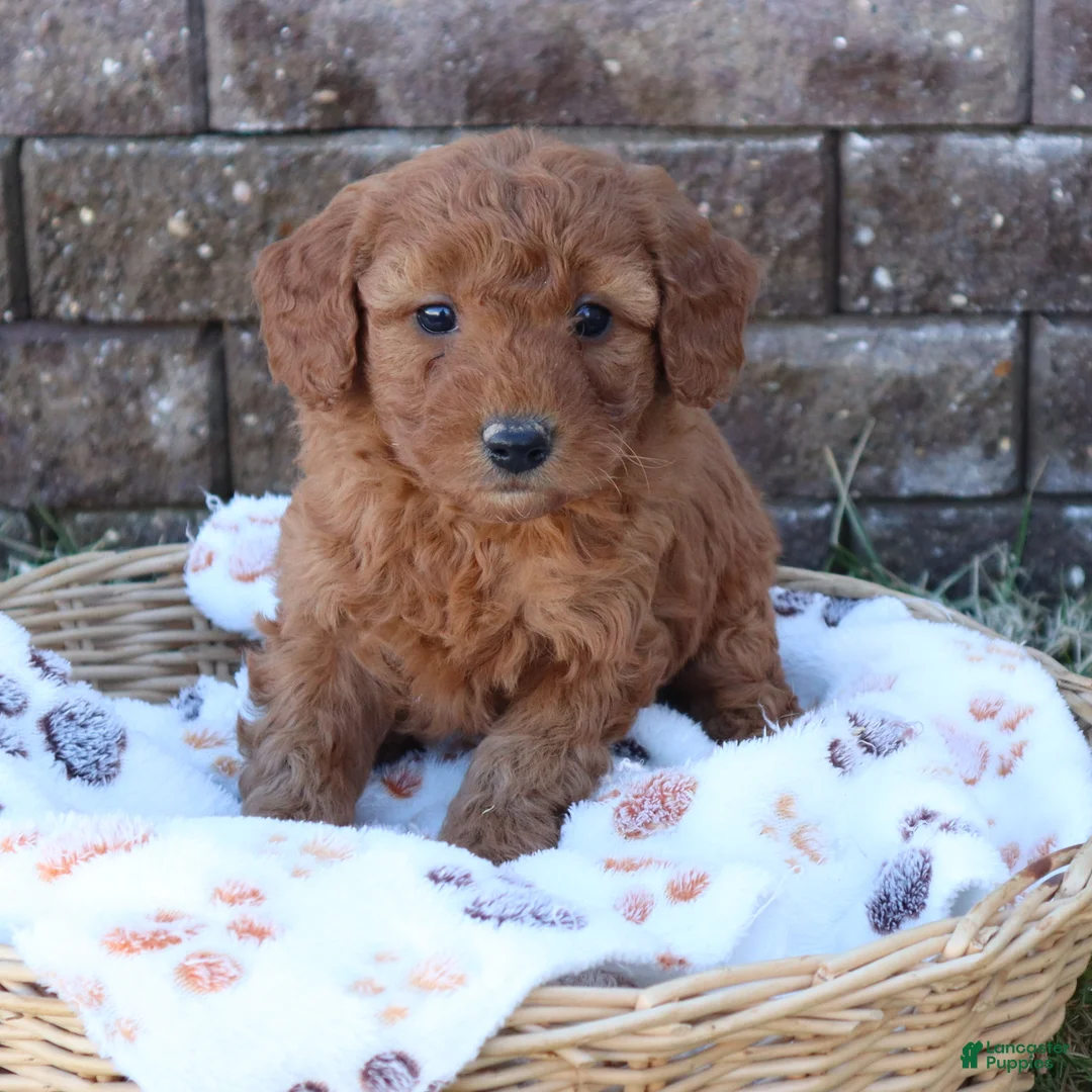 Mini Goldendoodle dogs for sale: Connie - Ad 1