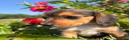 Beagle dogs for sale: Duke - Ad 8