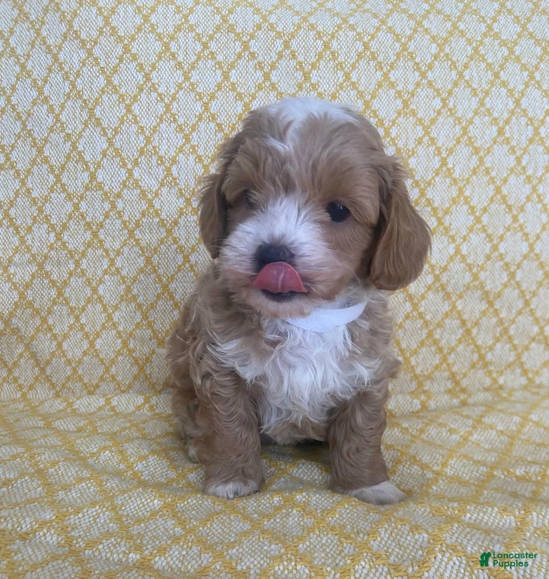 Maltipoo dogs for sale: Mike - Ad 13