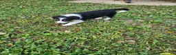 Border Collie dogs for sale: Lady  - Ad 5