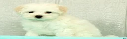 Maltese dogs for sale: Benji - Ad 6