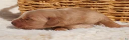 Golden Retriever dogs for sale: Daisy -AKC, Genetically Clear - Ad 57