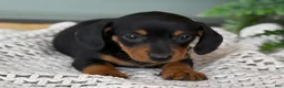 Miniature Dachshund dogs for sale: Lily - Ad 7