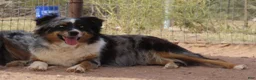 Australian Shepherd dogs for sale: Red merle male with one blue eye - Ad 19