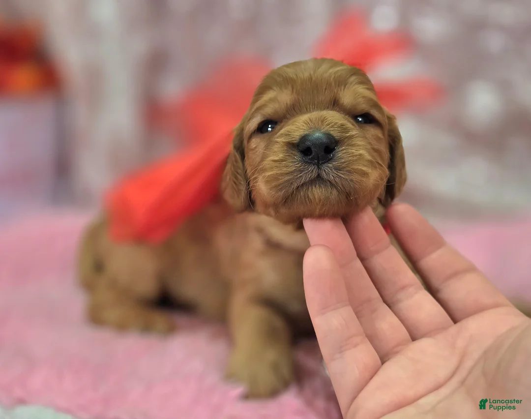 Cavapoo dogs for sale: Obsidian - Ad 4