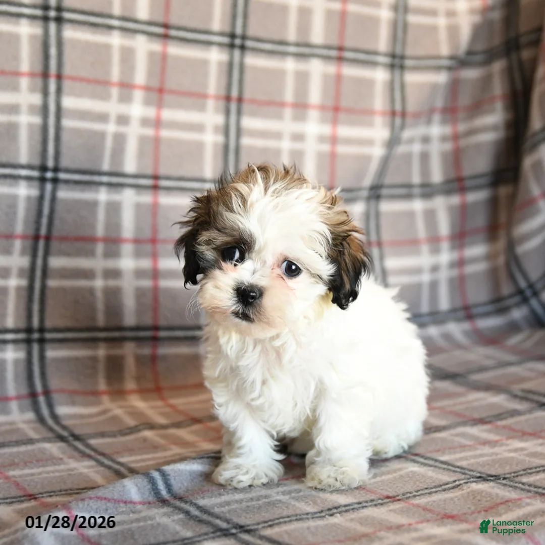 Mixed Breed dogs for sale: Queenie - Ad 5