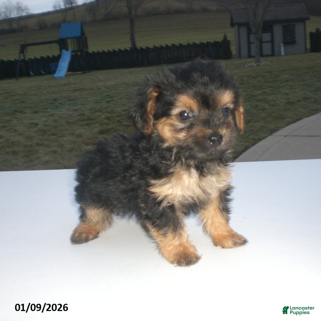 Yorkiepoo dogs for sale: Theo - Ad 2