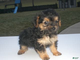 Yorkiepoo dogs Theo - Ad 18