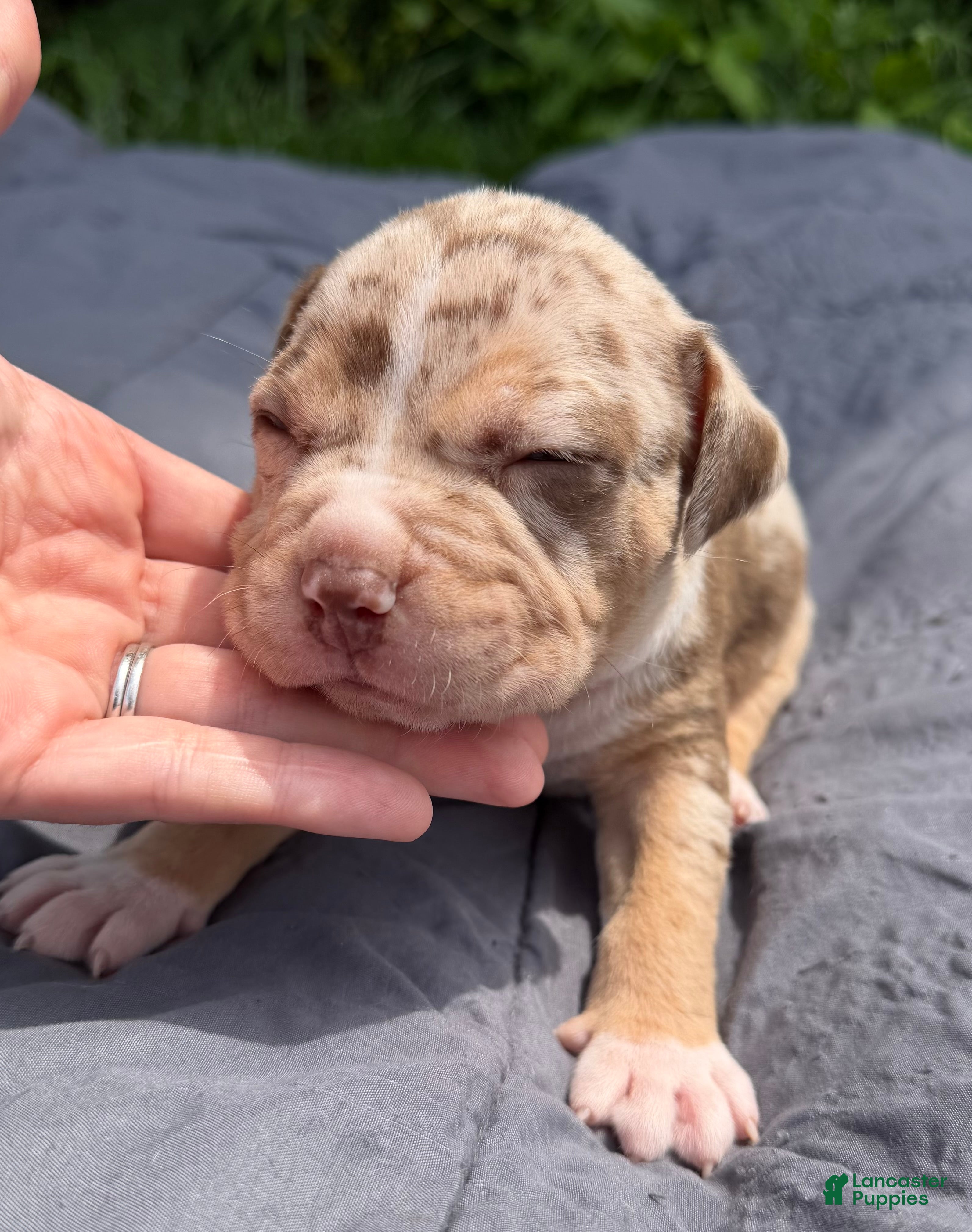 American Bully dogs Lindy - Ad 2