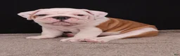 English Bulldog dogs for sale: Hank - Ad 3