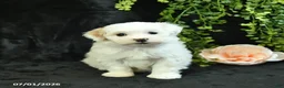 Maltipoo dogs for sale: Hannah  - Ad 5