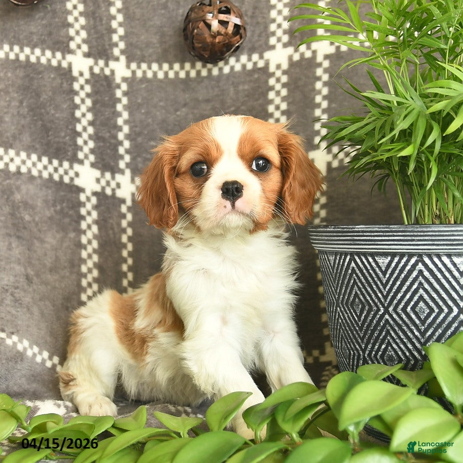 Cavalier King Charles Spaniel dogs Cashew Hugs  - Ad 1