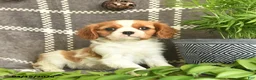 Cavalier King Charles Spaniel dogs for sale: Cashew Hugs  - Ad 1