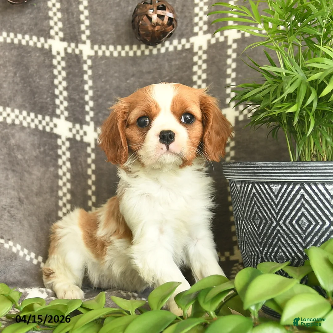 Cavalier King Charles Spaniel dogs for sale: Cashew Hugs  - Ad 1