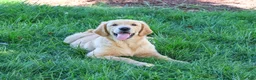 Golden Retriever dogs for sale: Georgie - Ad 4