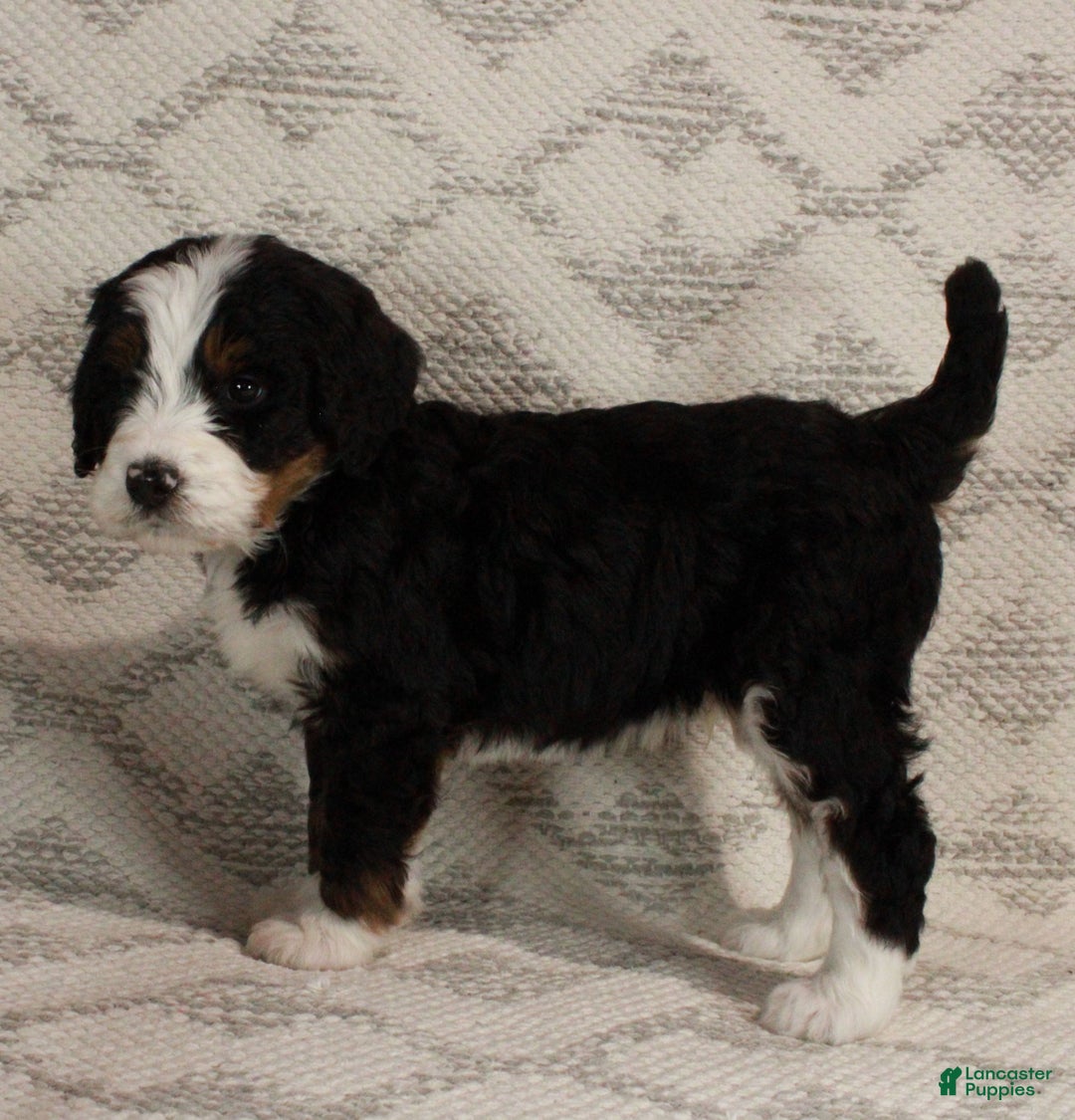 Bernedoodle dogs for sale: Max - Ad 10