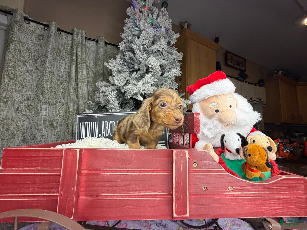 Miniature Dachshund dogs for sale: Sale choc dapple champ import pra clear Akc  - Ad 7
