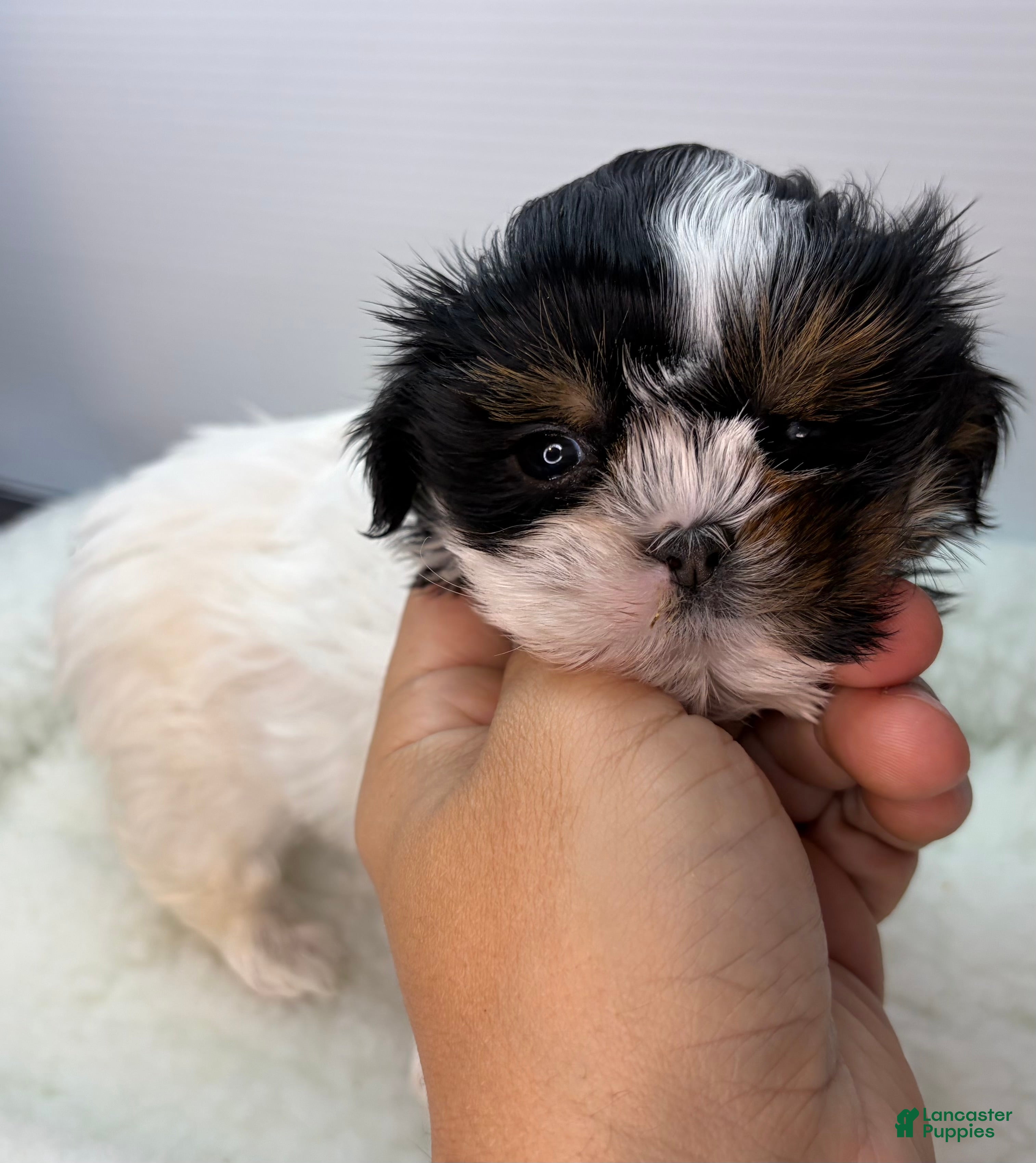 Shih Tzu dogs Shih Tzu Puppy 2 - Ad 5