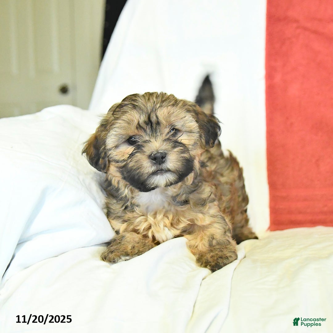 Shorkie dogs for sale: Moon  - Ad 2