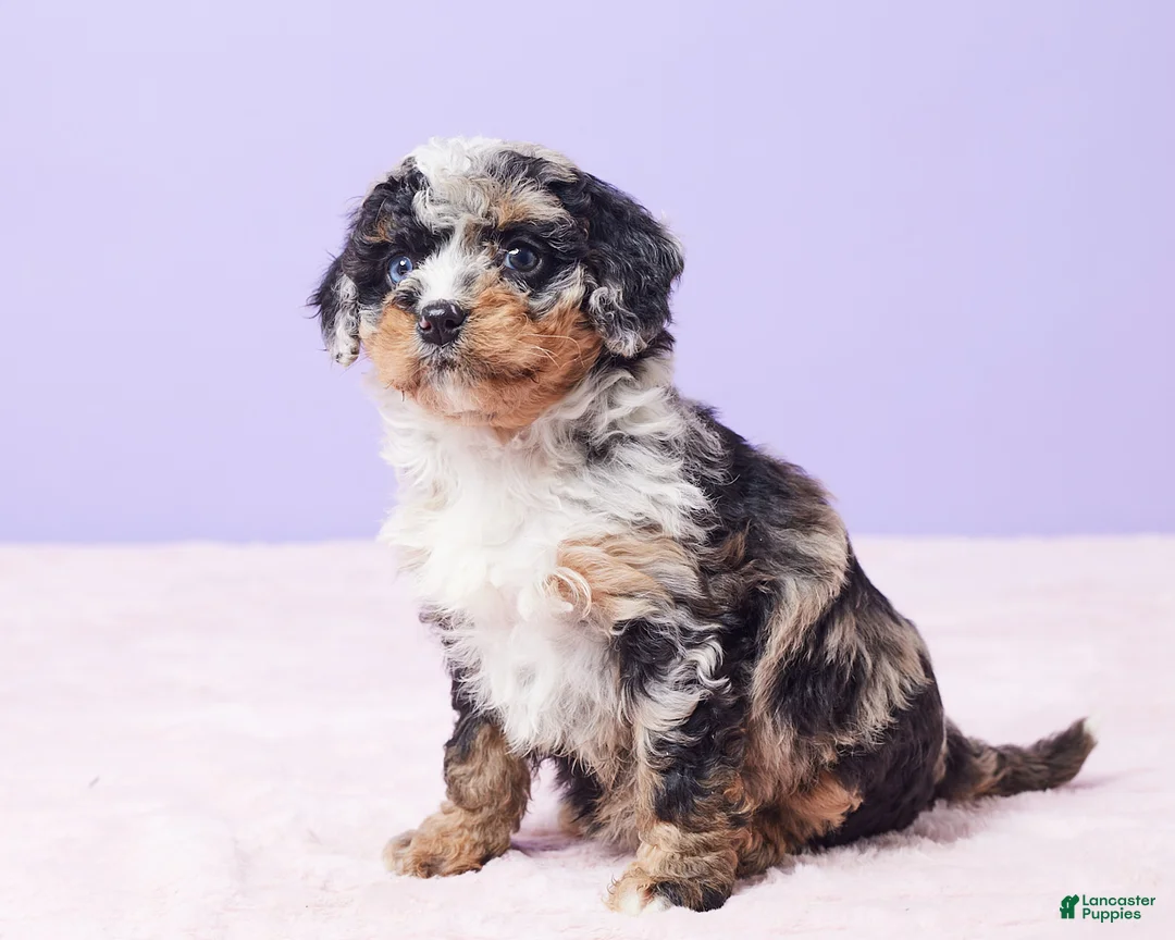 Mini Bernedoodle dogs for sale: Paisley - Ad 4