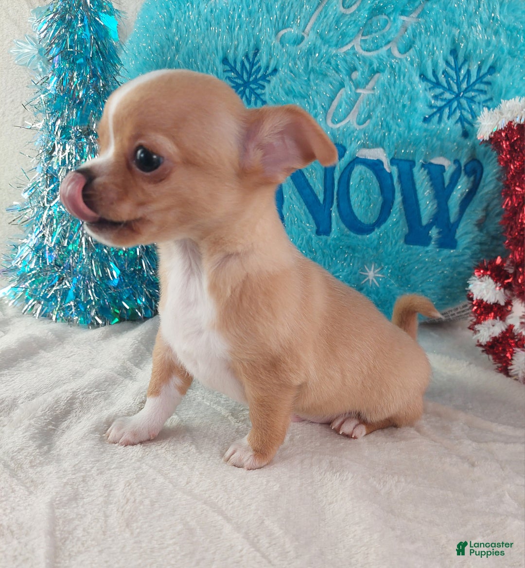 Chihuahua dogs for sale: Linus - Ad 13