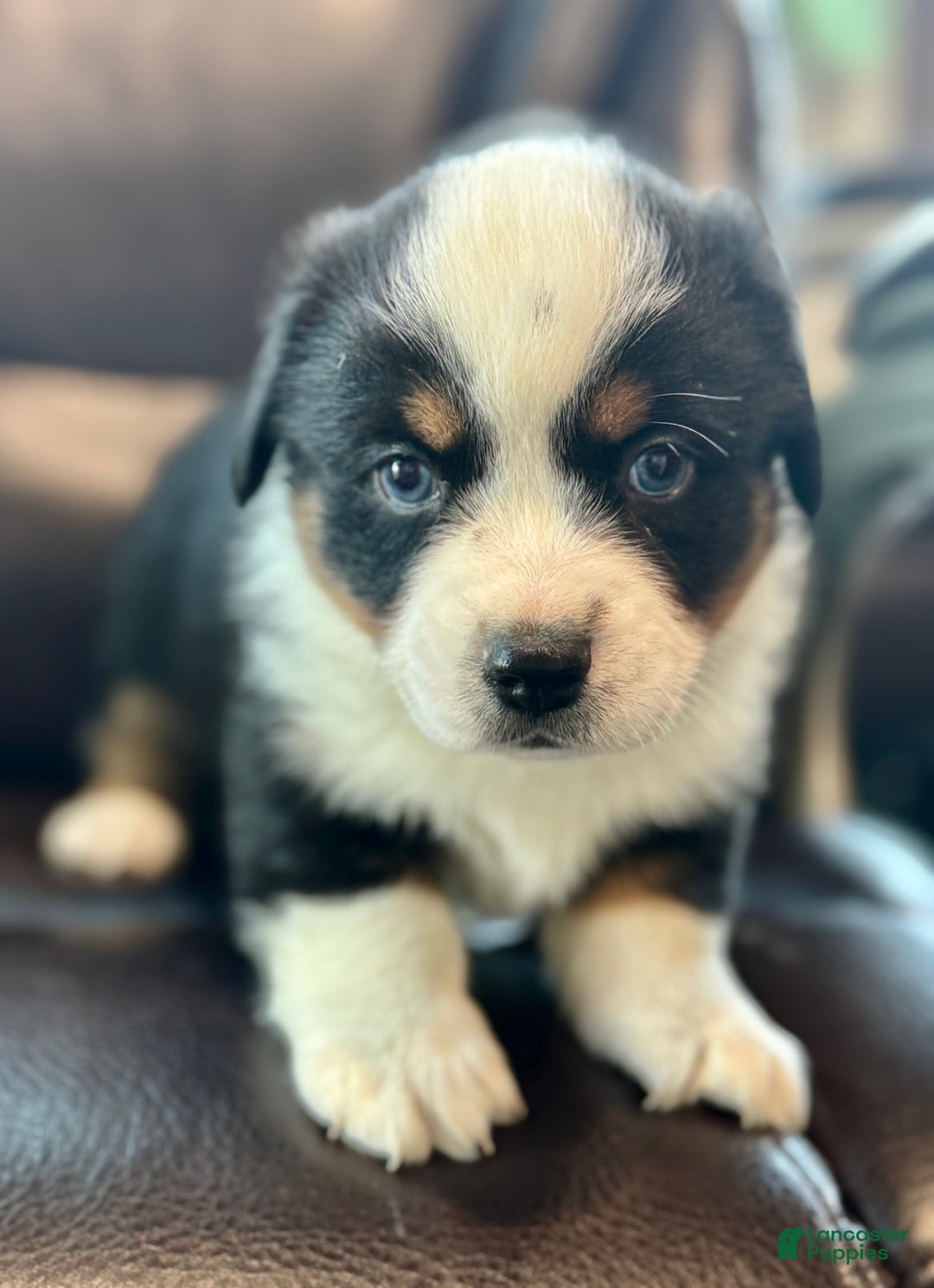 Mixed Breed dogs for sale: Buzz - Ad 2