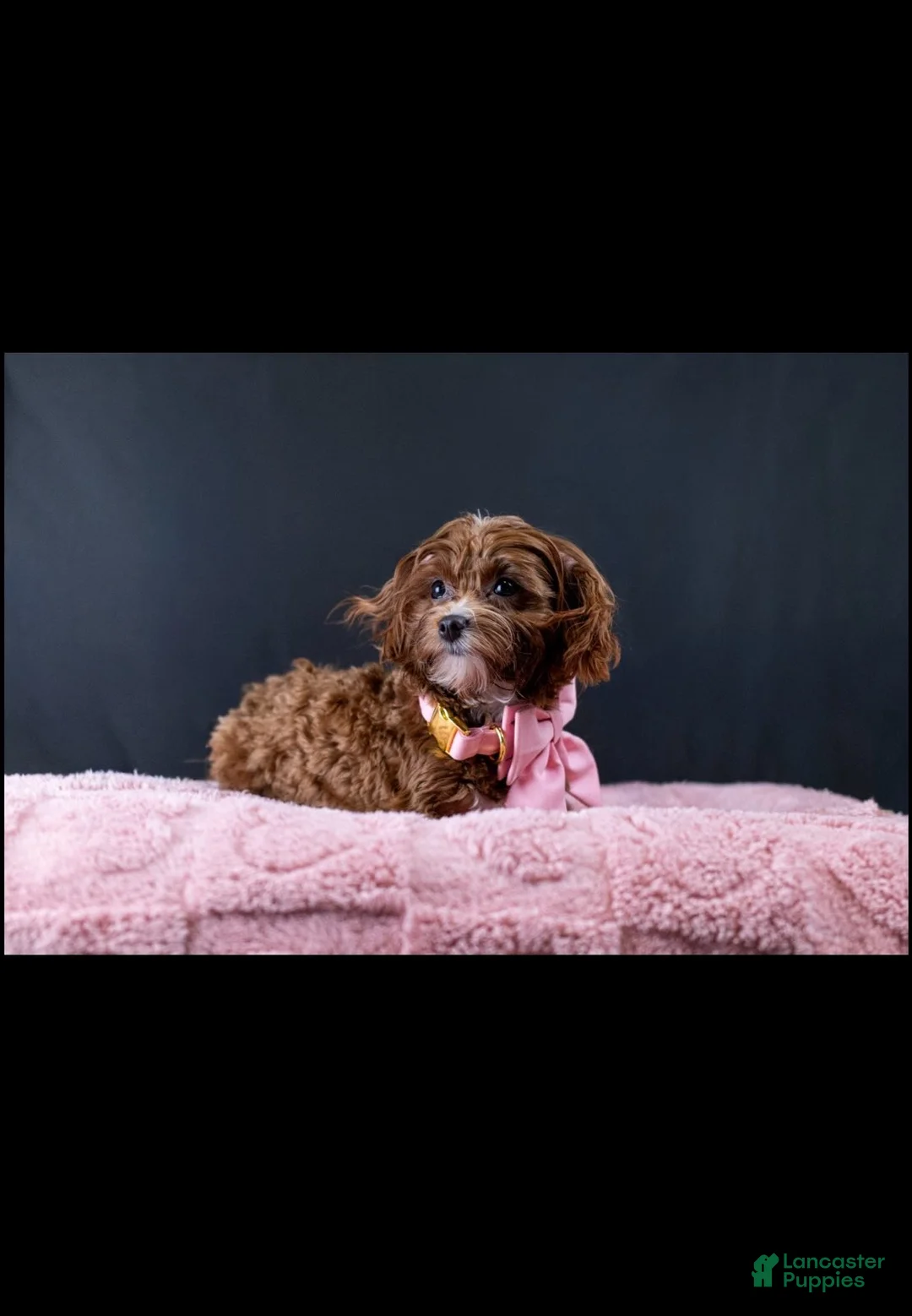 Maltipoo dogs for sale: Ruby - Ad 2