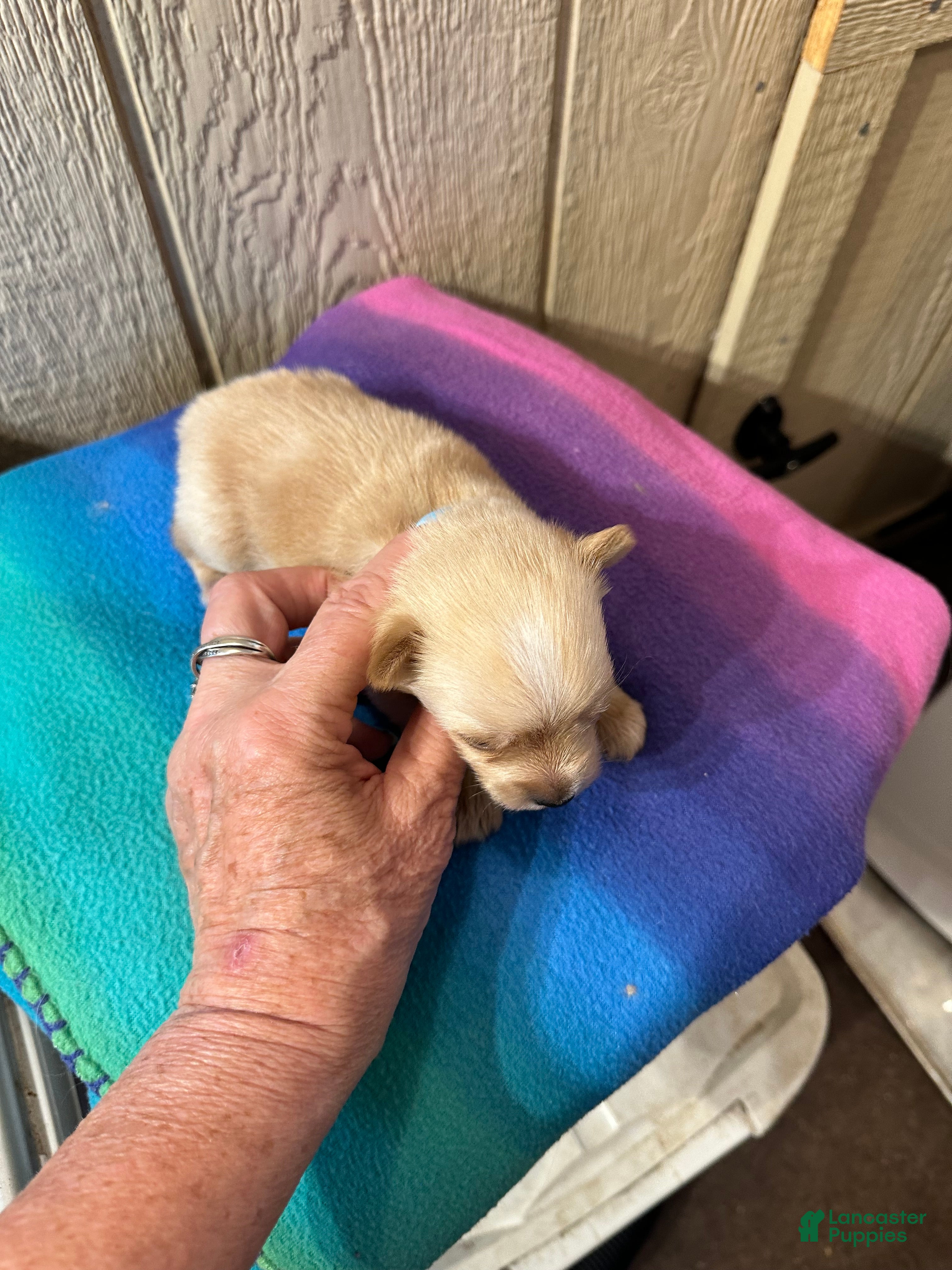 Yorkshire Terrier dogs AKC Calvin Gold dust - Ad 2