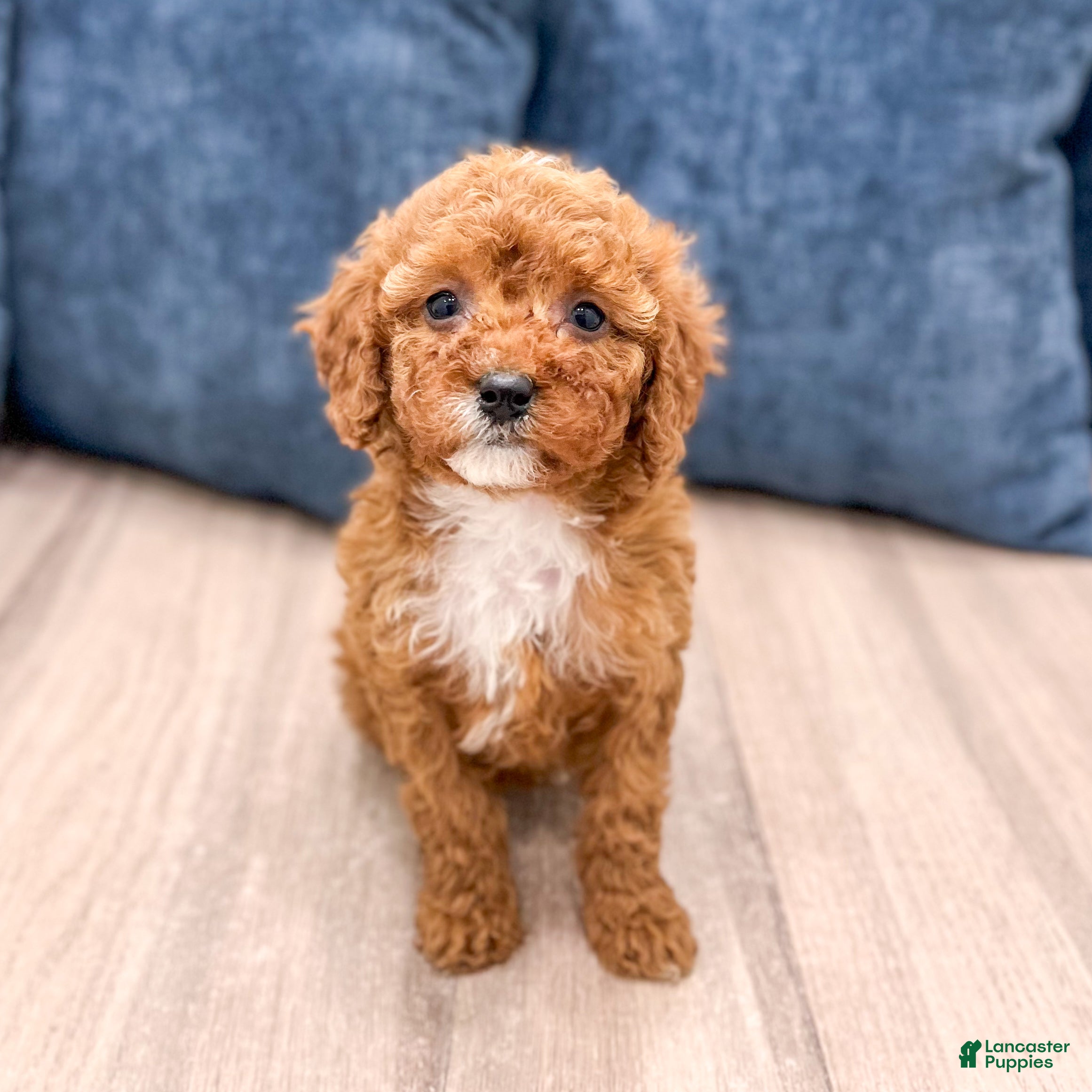 Miniature Poodle dogs Rose - Ad 2