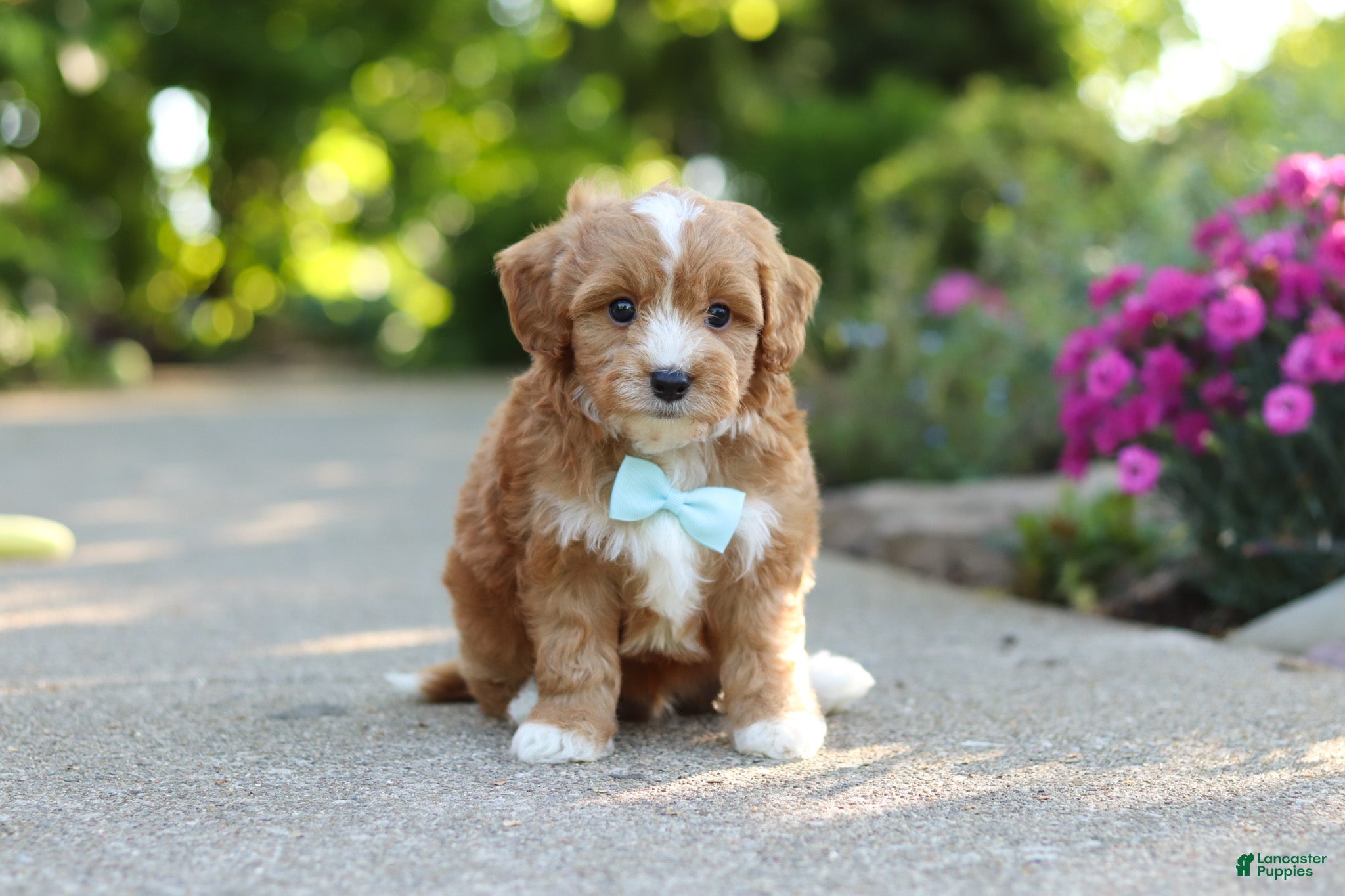 Cavapoo dogs for sale: Mason - Ad 7