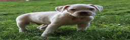 Boxer dogs for sale: Pete - Ad 4