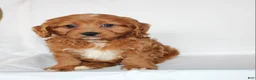 Cavapoo dogs for sale: Candy - Ad 4