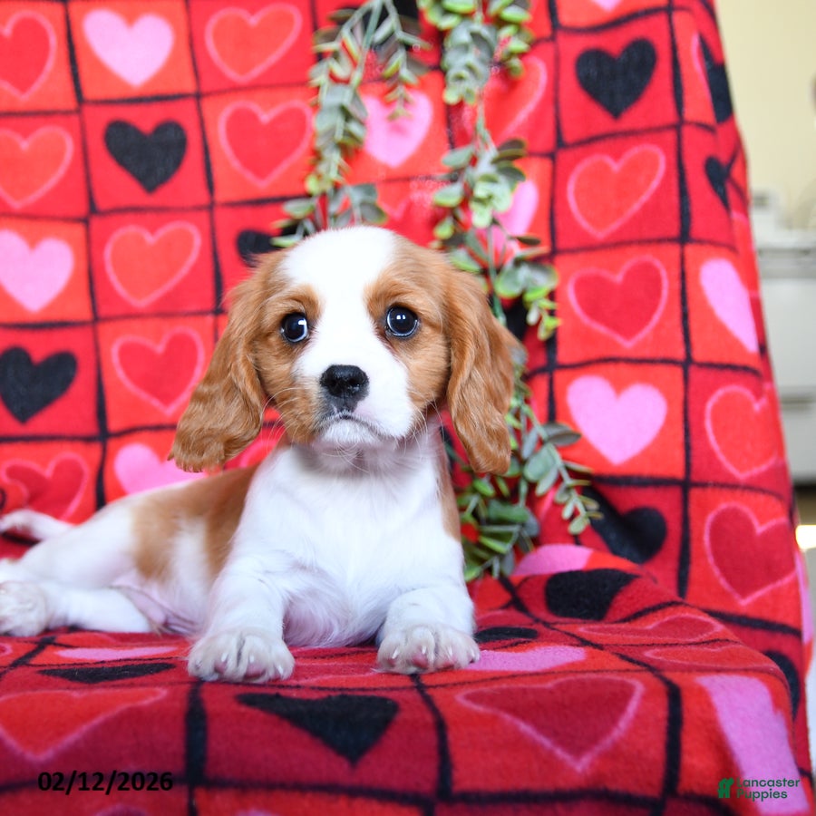 Cavalier King Charles Spaniel dogs Charmer - Ad 2