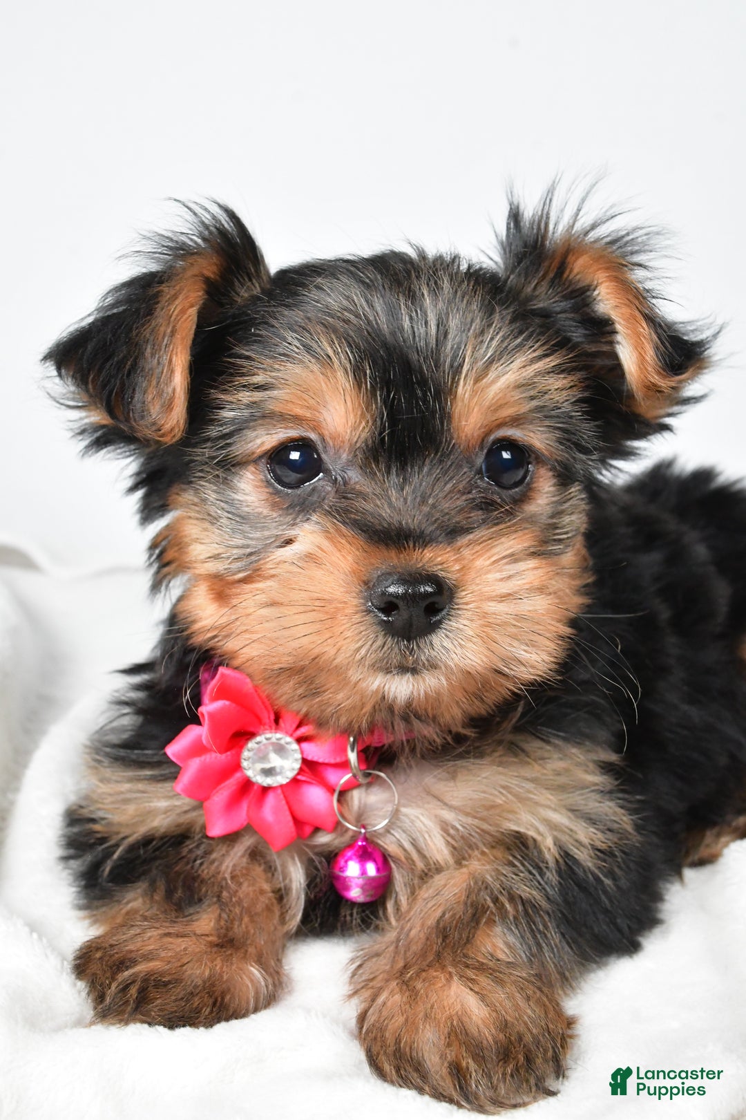 Yorkshire Terrier dogs for sale: Avery teacup - Ad 3